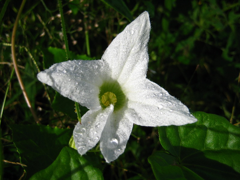 Bibis-Hideaway-Matei-Taveuni-Island-Fiji-044