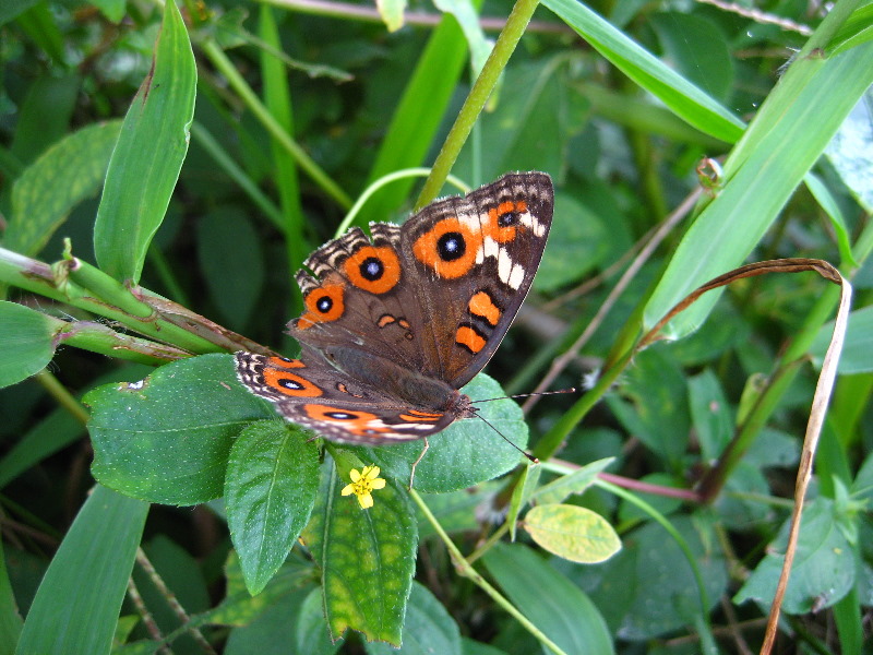 Bibis-Hideaway-Matei-Taveuni-Island-Fiji-045