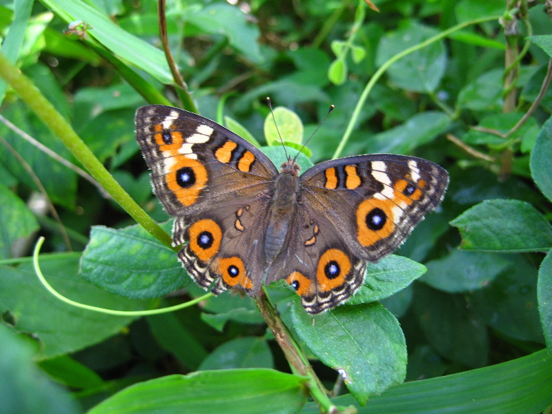 Bibis-Hideaway-Matei-Taveuni-Island-Fiji-046