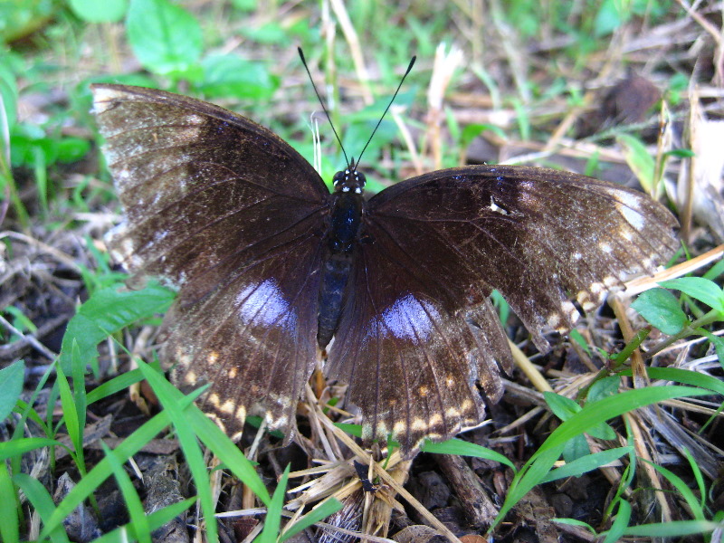 Bibis-Hideaway-Matei-Taveuni-Island-Fiji-047