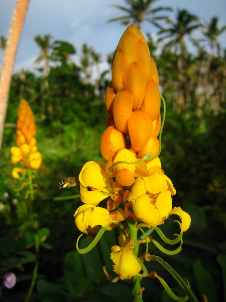 Bibis-Hideaway-Matei-Taveuni-Island-Fiji-049