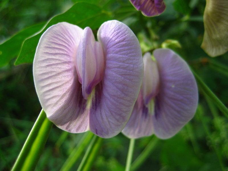 Bibis-Hideaway-Matei-Taveuni-Island-Fiji-050