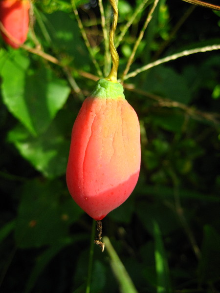 Bibis-Hideaway-Matei-Taveuni-Island-Fiji-053
