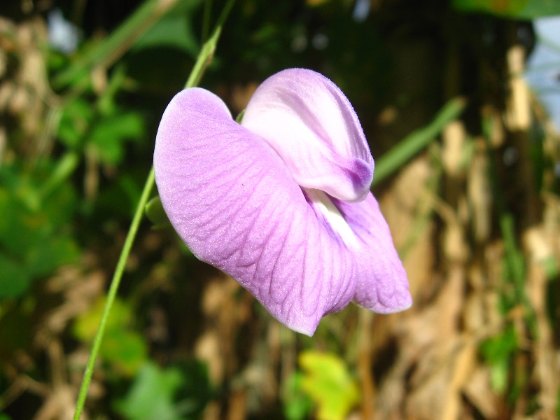 Bibis-Hideaway-Matei-Taveuni-Island-Fiji-076