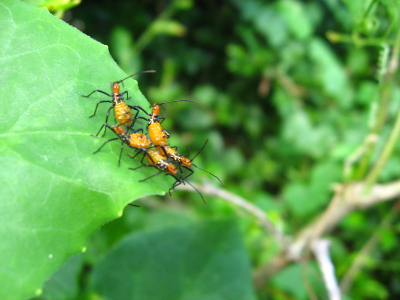 Bibis-Hideaway-Matei-Taveuni-Island-Fiji-077