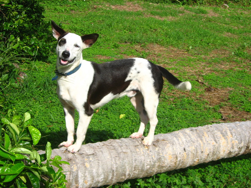 Bibis-Hideaway-Matei-Taveuni-Island-Fiji-078
