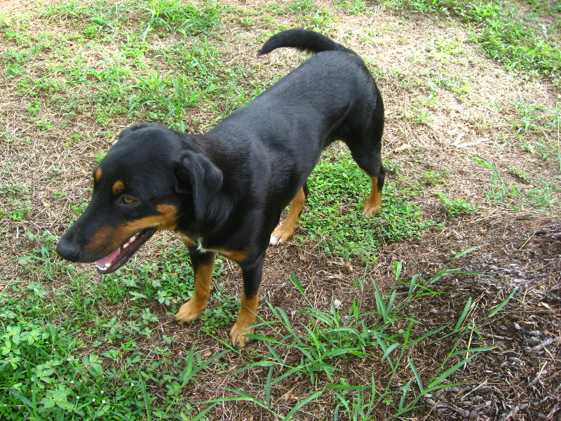 Bibis-Hideaway-Matei-Taveuni-Island-Fiji-079