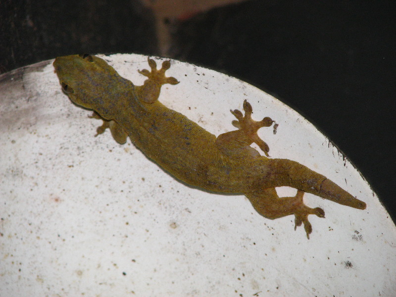 Bibis-Hideaway-Matei-Taveuni-Island-Fiji-097