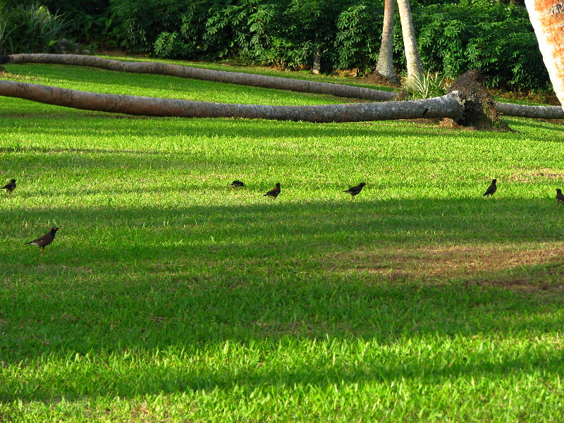 Bibis-Hideaway-Matei-Taveuni-Island-Fiji-099