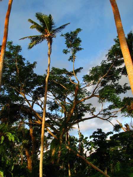 Bibis-Hideaway-Matei-Taveuni-Island-Fiji-101