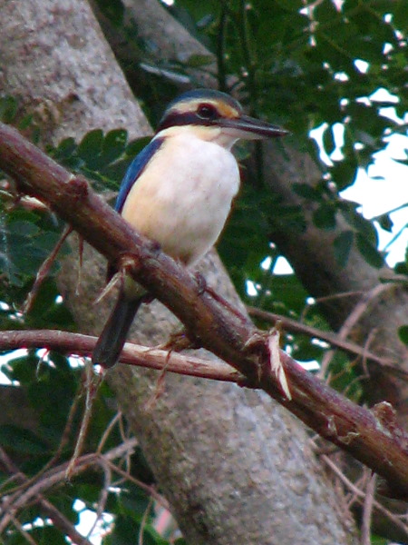 Bibis-Hideaway-Matei-Taveuni-Island-Fiji-102