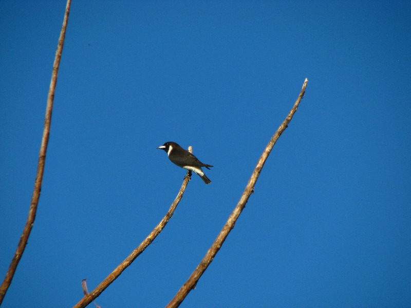 Bibis-Hideaway-Matei-Taveuni-Island-Fiji-109
