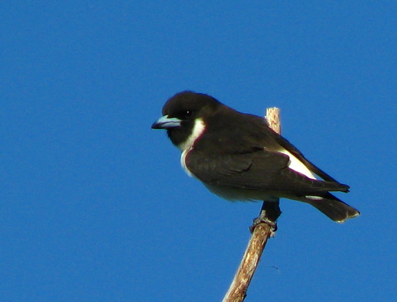 Bibis-Hideaway-Matei-Taveuni-Island-Fiji-110