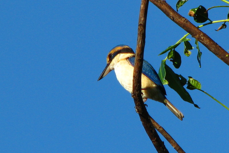 Bibis-Hideaway-Matei-Taveuni-Island-Fiji-111