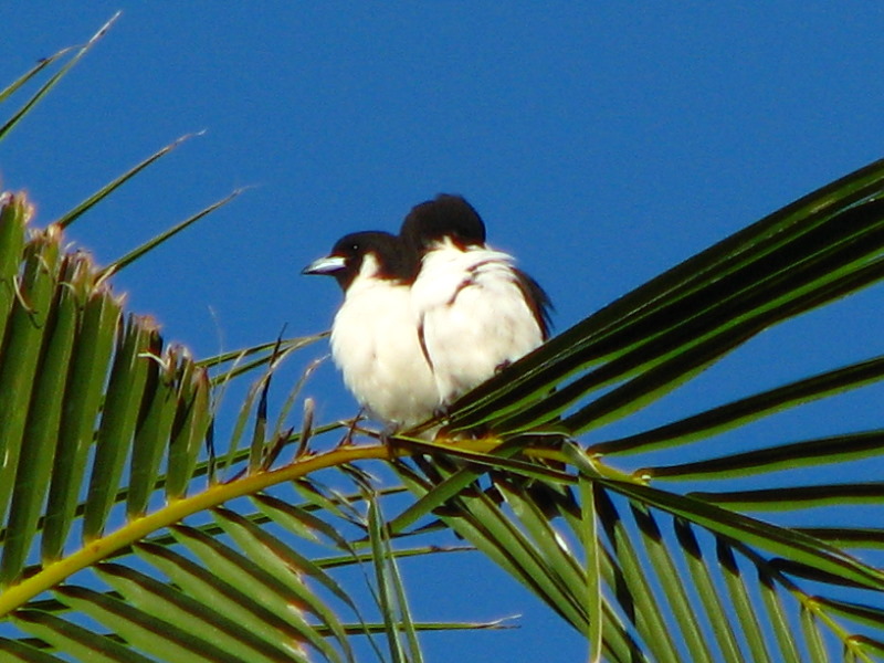 Bibis-Hideaway-Matei-Taveuni-Island-Fiji-114
