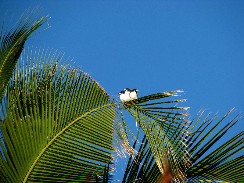 Bibis-Hideaway-Matei-Taveuni-Island-Fiji-115