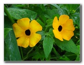 Bibis-Hideaway-Matei-Taveuni-Island-Fiji-041