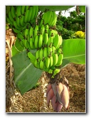 Bibis-Hideaway-Matei-Taveuni-Island-Fiji-042