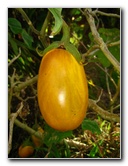 Bibis-Hideaway-Matei-Taveuni-Island-Fiji-043