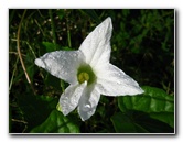 Bibis-Hideaway-Matei-Taveuni-Island-Fiji-044