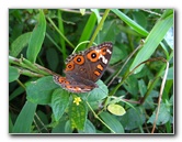 Bibis-Hideaway-Matei-Taveuni-Island-Fiji-045