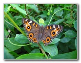 Bibis-Hideaway-Matei-Taveuni-Island-Fiji-046