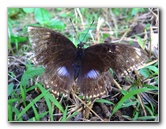 Bibis-Hideaway-Matei-Taveuni-Island-Fiji-047