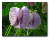 Bibis-Hideaway-Matei-Taveuni-Island-Fiji-050