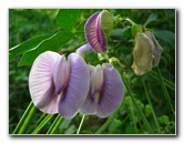 Bibis-Hideaway-Matei-Taveuni-Island-Fiji-051