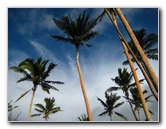 Bibis-Hideaway-Matei-Taveuni-Island-Fiji-052