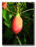 Bibis-Hideaway-Matei-Taveuni-Island-Fiji-053