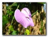 Bibis-Hideaway-Matei-Taveuni-Island-Fiji-076