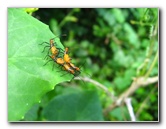 Bibis-Hideaway-Matei-Taveuni-Island-Fiji-077