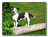 Bibis-Hideaway-Matei-Taveuni-Island-Fiji-078