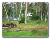 Bibis-Hideaway-Matei-Taveuni-Island-Fiji-083