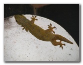 Bibis-Hideaway-Matei-Taveuni-Island-Fiji-097