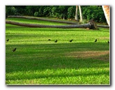 Bibis-Hideaway-Matei-Taveuni-Island-Fiji-099