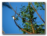 Bibis-Hideaway-Matei-Taveuni-Island-Fiji-108