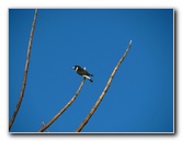 Bibis-Hideaway-Matei-Taveuni-Island-Fiji-109