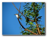 Bibis-Hideaway-Matei-Taveuni-Island-Fiji-112