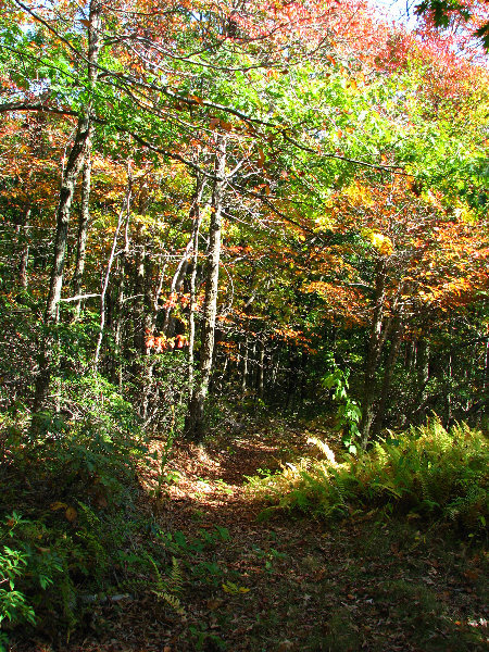 Big-Pocono-State-Park-Monroe-County-PA-009