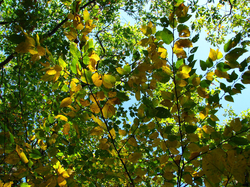 Big-Pocono-State-Park-Monroe-County-PA-015