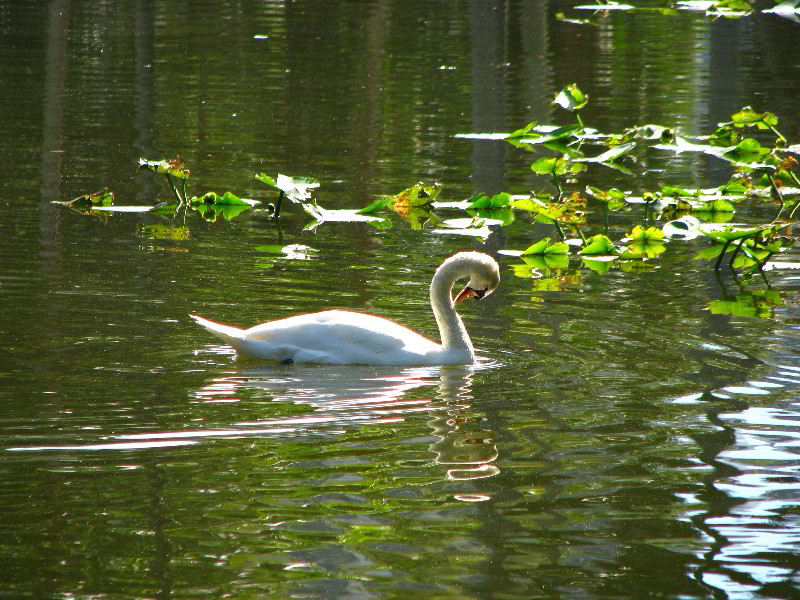 Bonnet-House-Fort-Lauderdale-FL-042