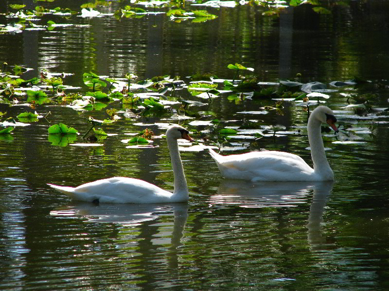Bonnet-House-Fort-Lauderdale-FL-043