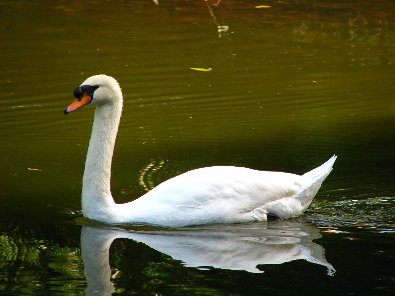 Bonnet-House-Fort-Lauderdale-FL-045