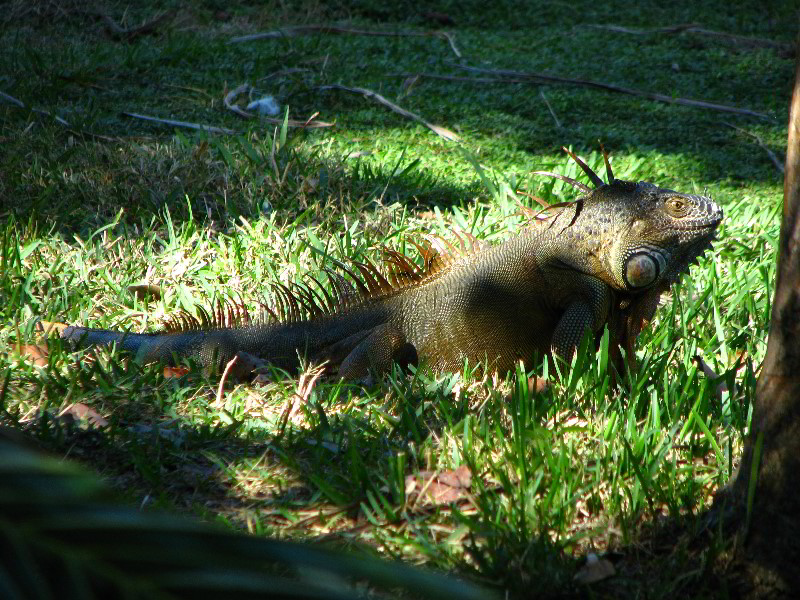 Bonnet-House-Fort-Lauderdale-FL-046