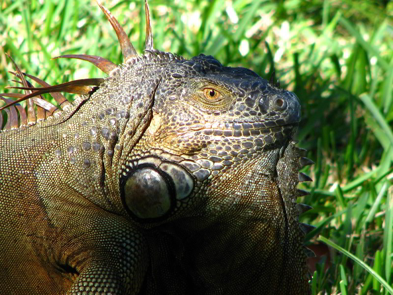 Bonnet-House-Fort-Lauderdale-FL-047
