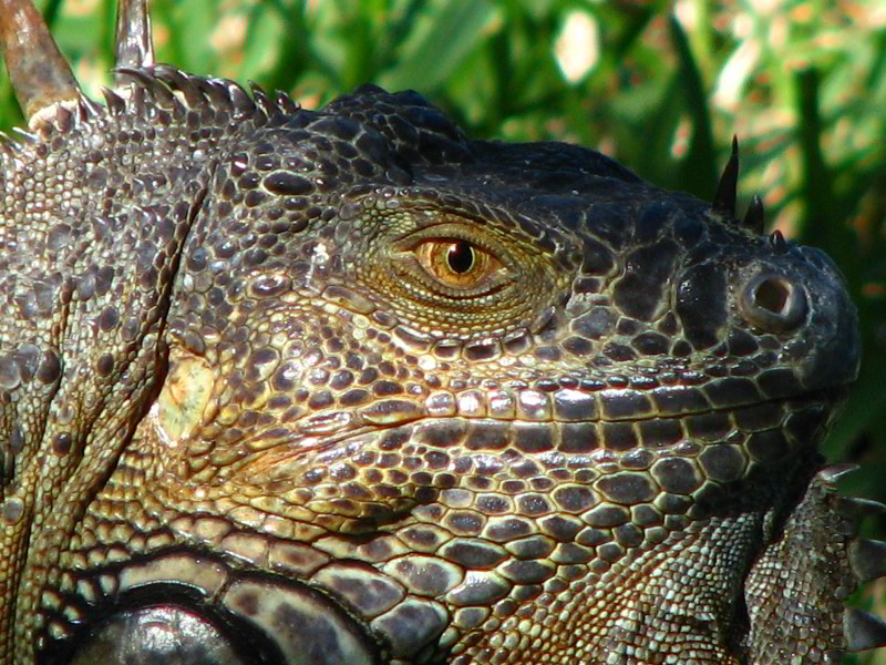 Bonnet-House-Fort-Lauderdale-FL-048