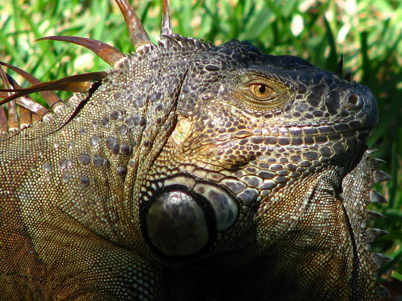 Bonnet-House-Fort-Lauderdale-FL-049