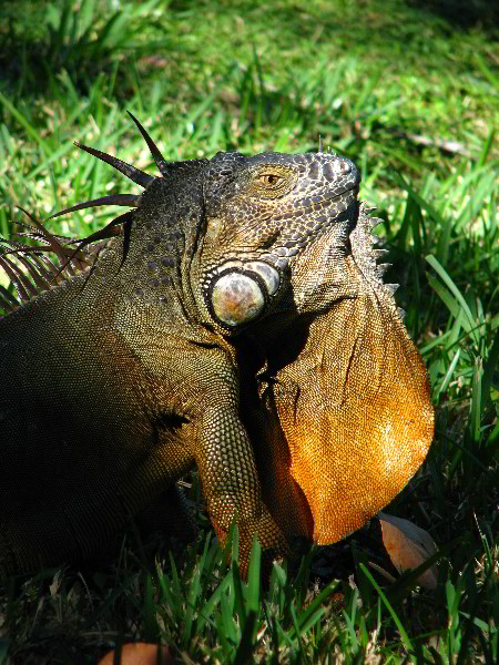 Bonnet-House-Fort-Lauderdale-FL-051